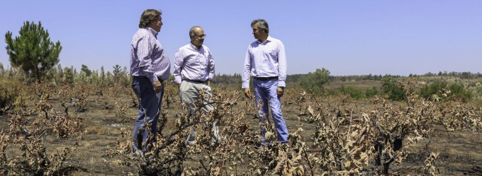 Ministro de Hacienda visita viña Vergara, destruida por incendio, junto a dueño de viña y presidente de vitivinicultores del secano de Cauquenes.