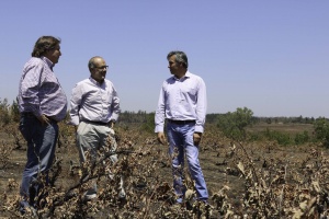 31 de enero: Ministro de Hacienda visita viña Vergara, destruida por incendio, junto a dueño de la viña y presidente de vitivinicultores del secano de Cauquenes.